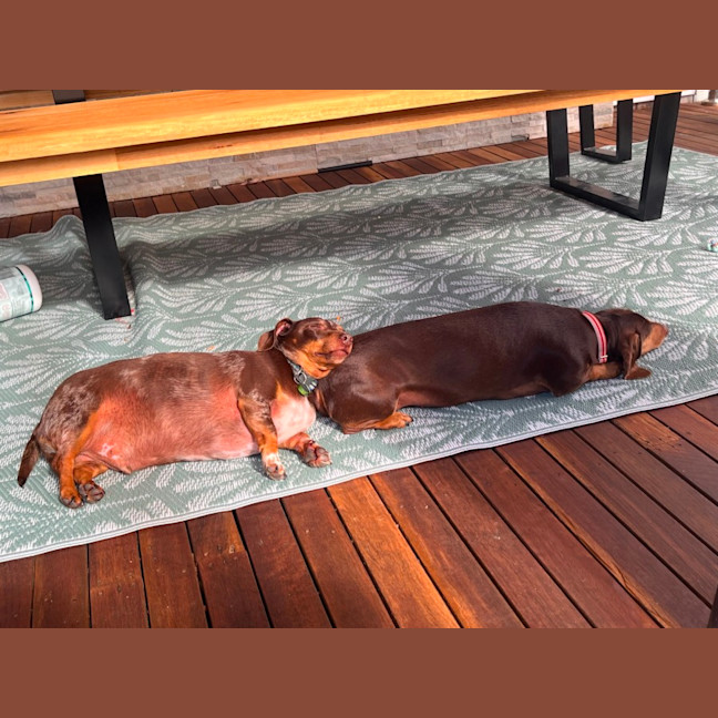 Photo of Millie & Ollie 