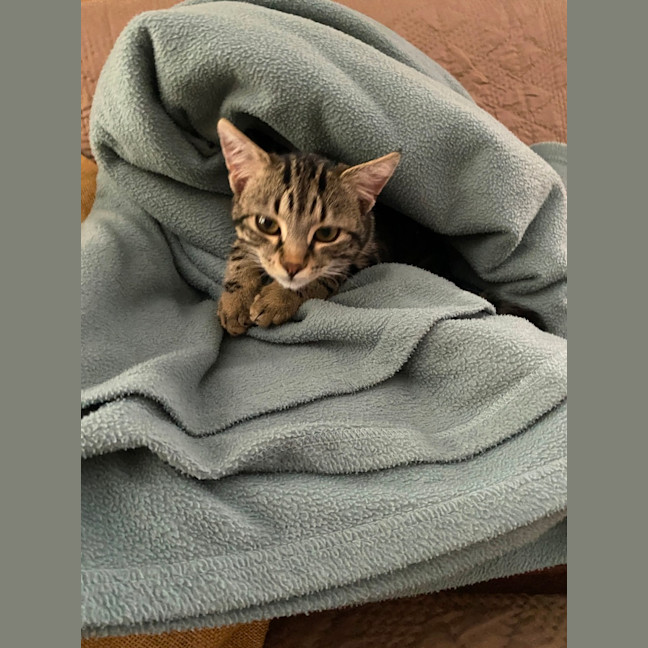 Photo of Timmy (Bob)