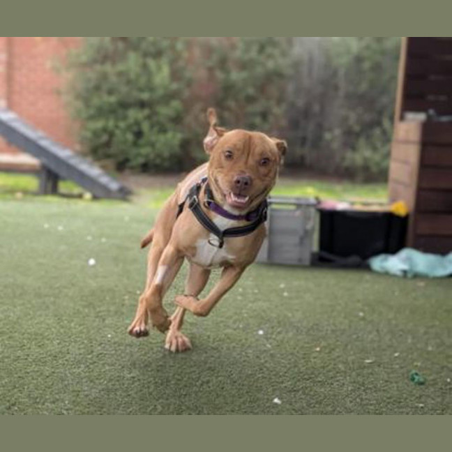 Photo of Rosco