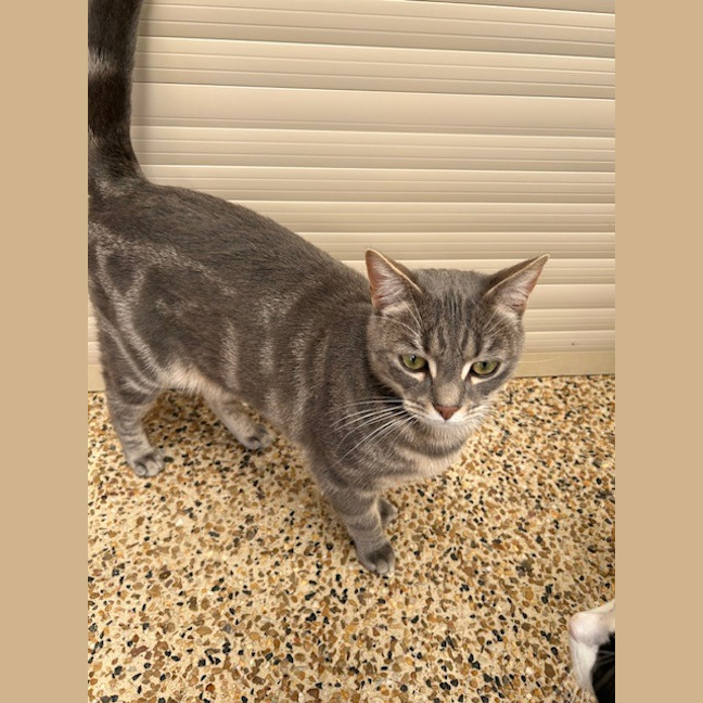 Photo of Dash & Hammy Chi