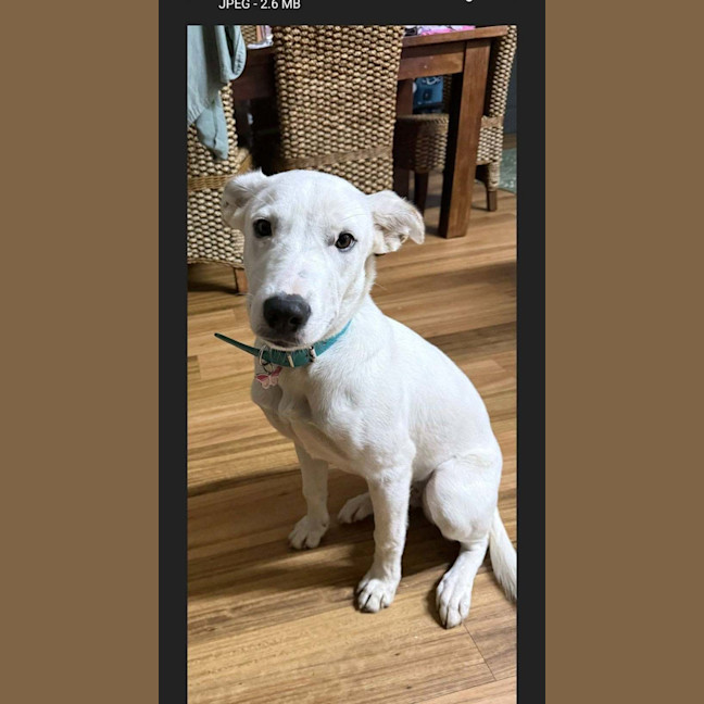 Photo of Rosie