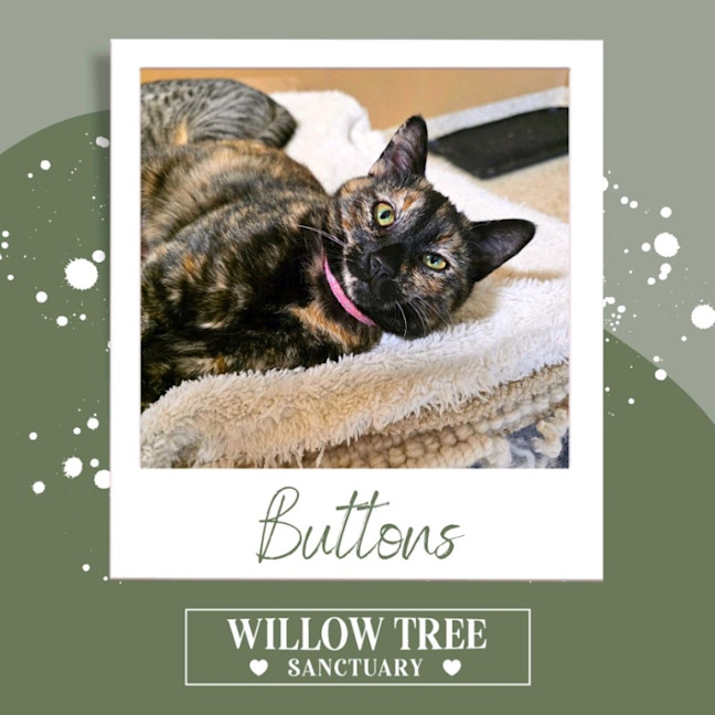 Photo of  Buttons