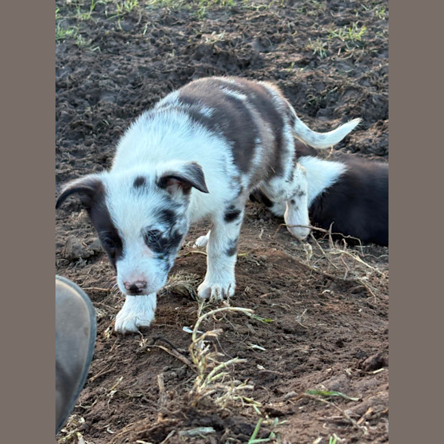 Photo of Sprout