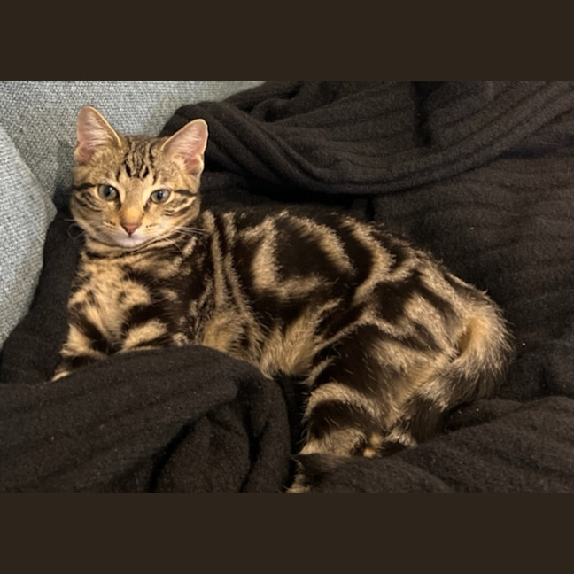 Photo of Louie