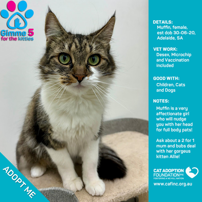 Photo of Muffin Only $50 Limited Time!