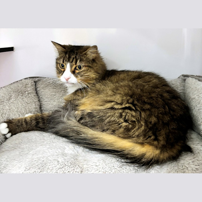 Photo of Dallas Sta014015