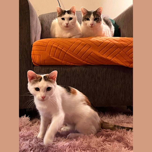 Photo of Suki 