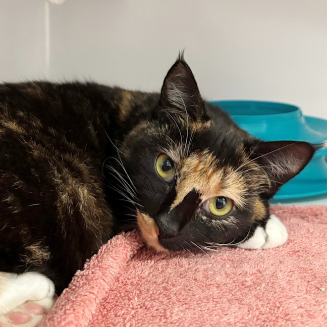 Photo of Blossom Stk014139