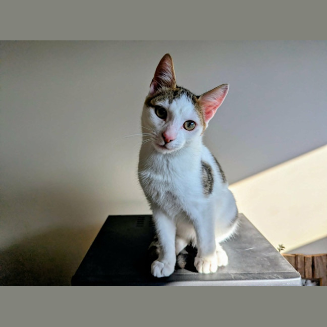 Photo of Nando   In Foster Care In Westmeadows
