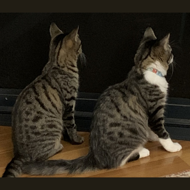 Photo of Indie