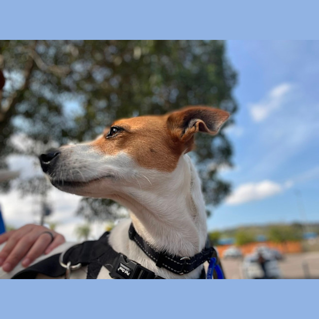 Photo of Mila   5 Year Old Jack Russell Terrier X