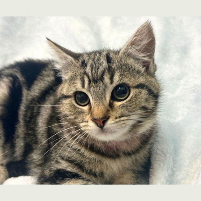 Photo of Schnitzel