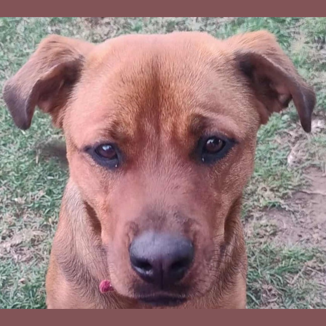 Photo of Cupid 😍Rottweiler X Ridgeback, Girl, 1.5yo