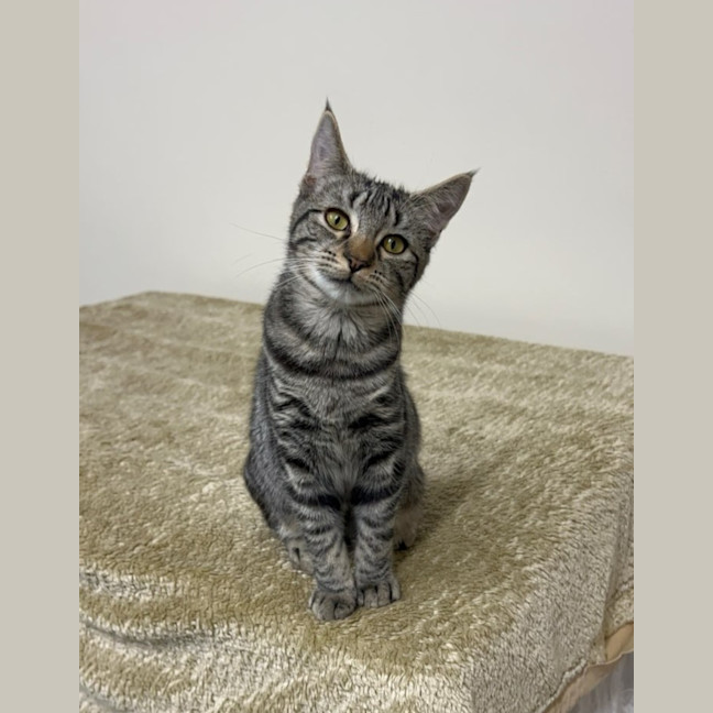 Photo of Blueberry