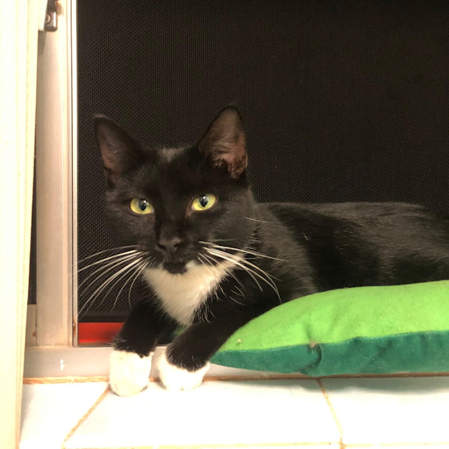 Photo of Miss Mog