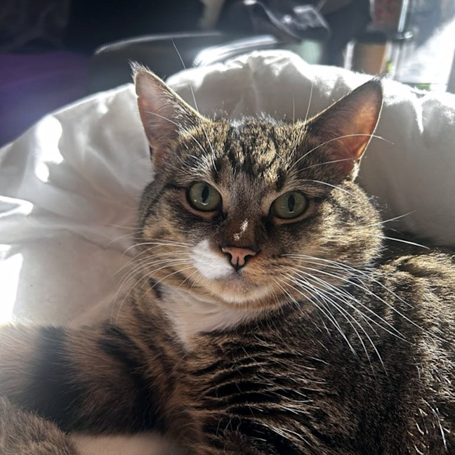 Photo of Major Sta013081