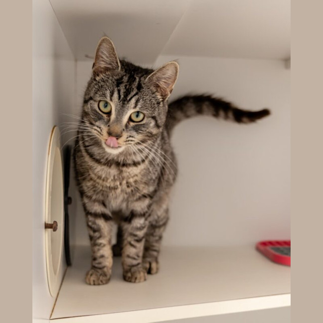 Photo of Bunny Rabbitt