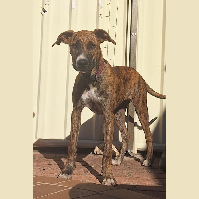 Photo of Stella