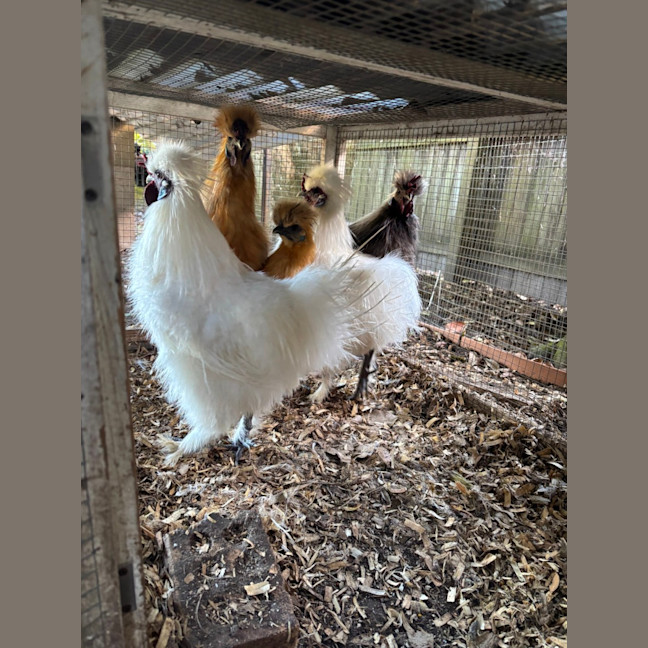 Photo of 5 Silkie Roosters 