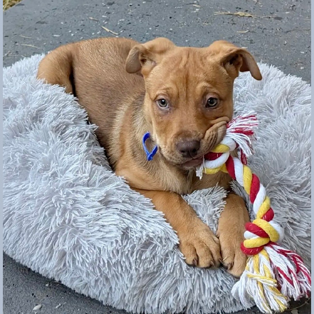 Photo of Franklin   9 Week Old Kelpie X Mastiff
