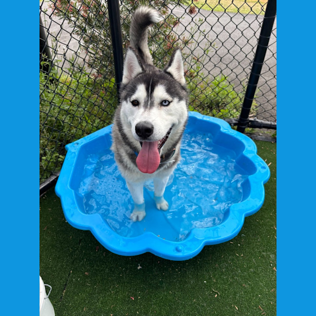 Photo of Zorro Imp 1965