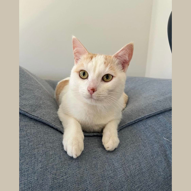 Photo of Snowy