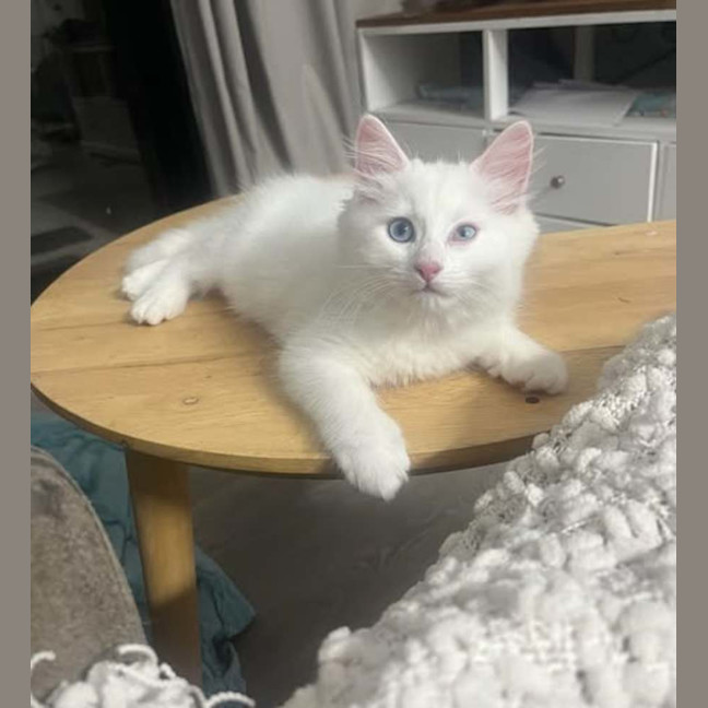 Photo of Muffin