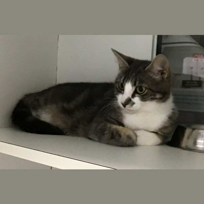 Photo of Nutmeg