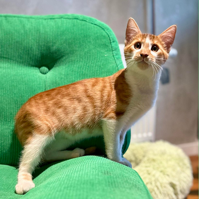 Photo of Tango   In Foster Care In Brunswick East