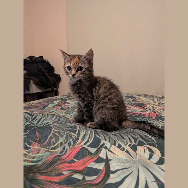 Photo of Kahea