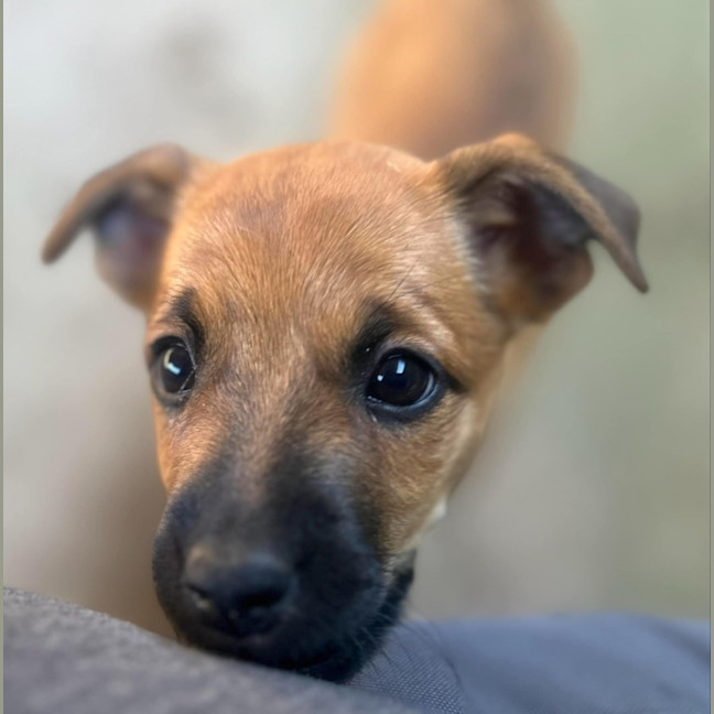 Photo of The Hawaiian Girls!