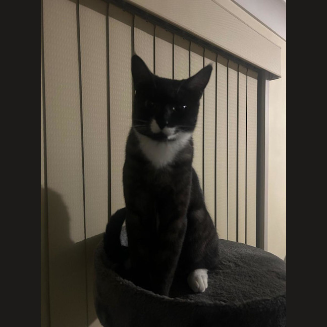 Photo of Mittens