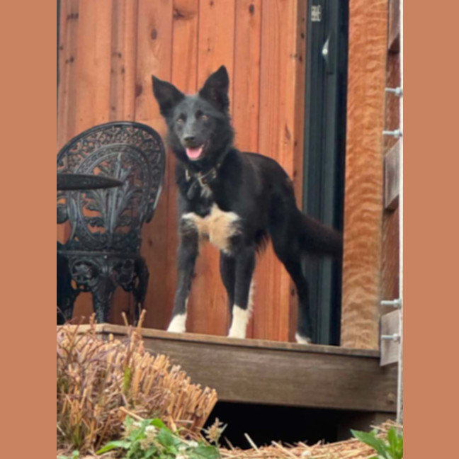 Photo of Tank