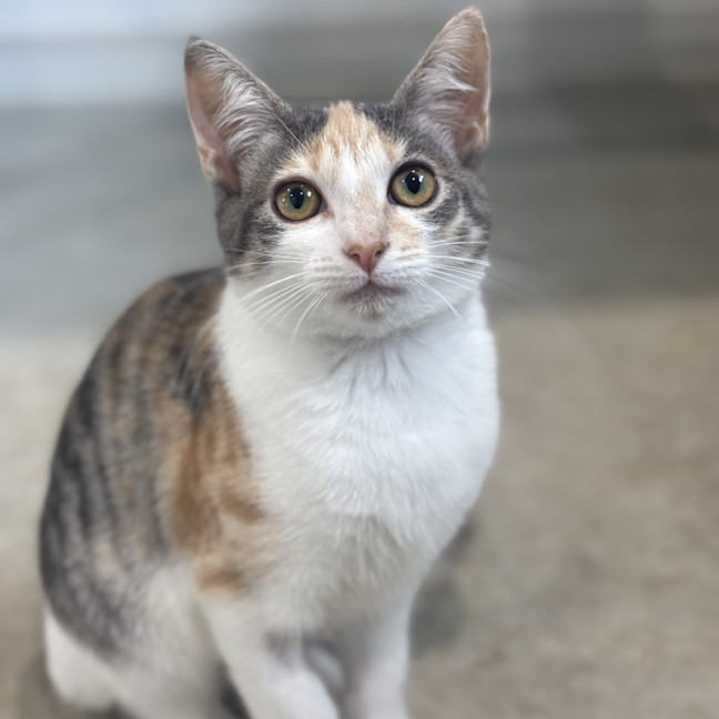 Photo of Saffron