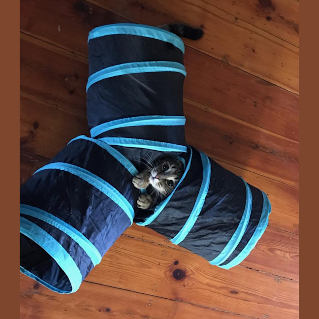 Photo of Pepper