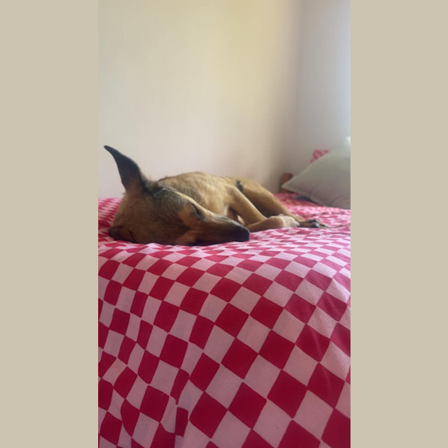 Photo of Lucky