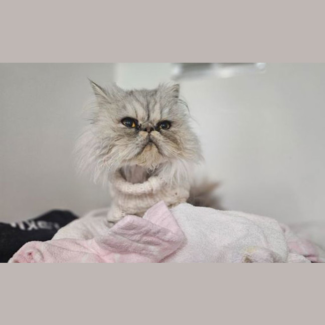 Photo of Pearl