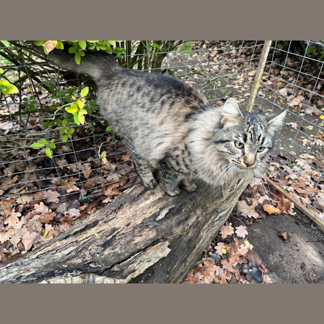 Photo of Aurelian Silvanus