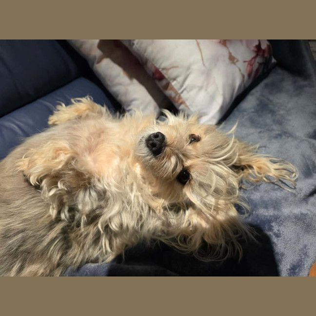 Photo of Indie 