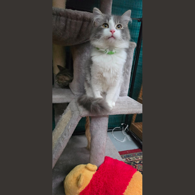 Photo of Kaan**2nd Chance Cat Rescue**