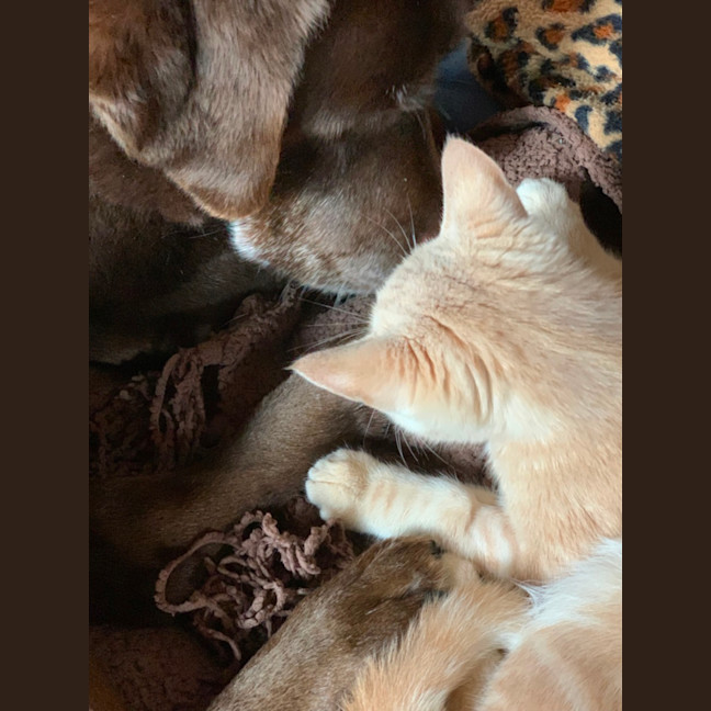 Photo of Carter 😸🧡🐈😽