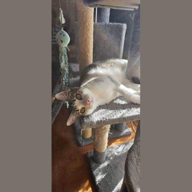 Photo of Dottie *9 Lives Project Rescue*