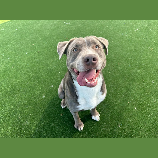 Photo of Rigby Imp 2134