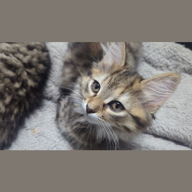 Photo of Bellatrix Clowder