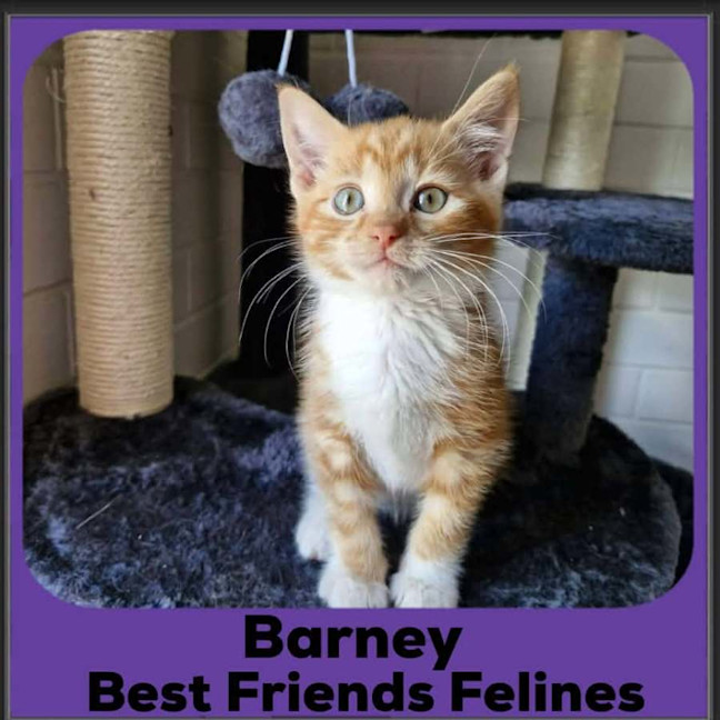 Photo of Barney 