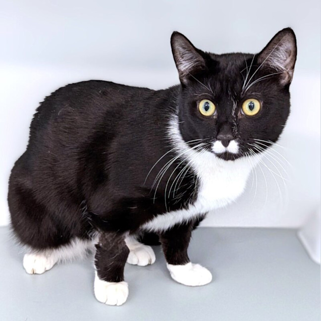 Photo of Blackie