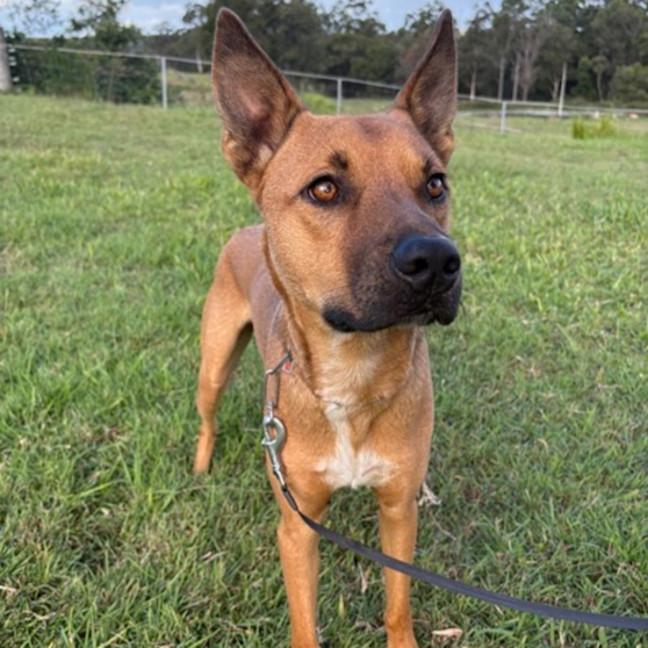 Photo of Ranger *$250 Adoption Fee*