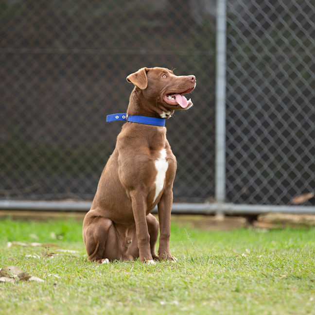 Photo of Romeo