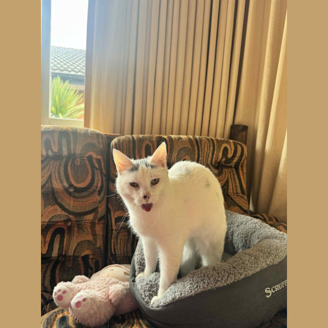 Photo of Nora   In Foster Care In Fawkner