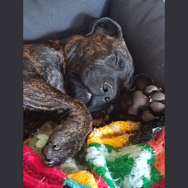 Photo of Louie (Previously Duke)